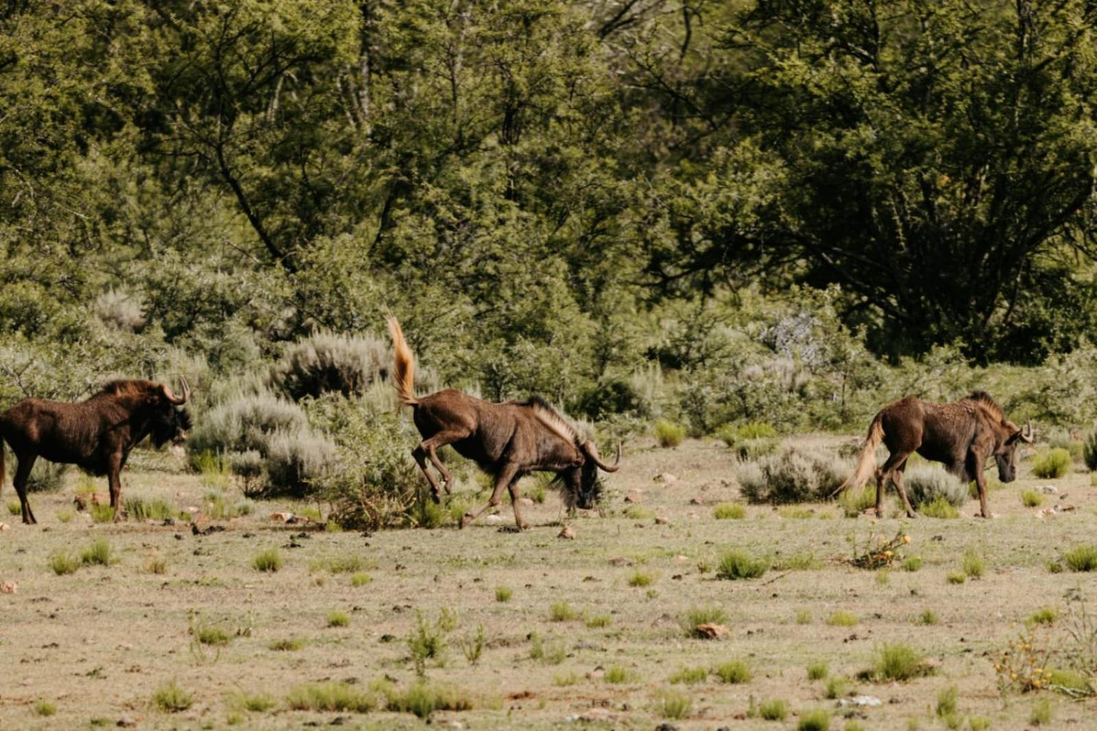 Wildehondekloof Game Lodge Matjiesrivier  Exterior foto