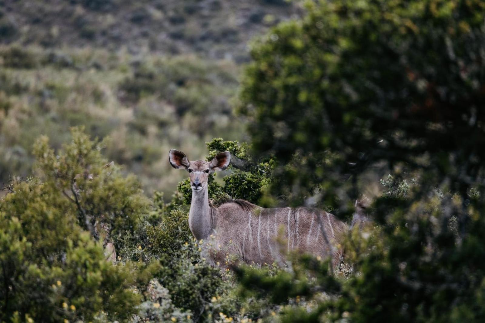 Wildehondekloof Game Lodge Matjiesrivier  Exterior foto