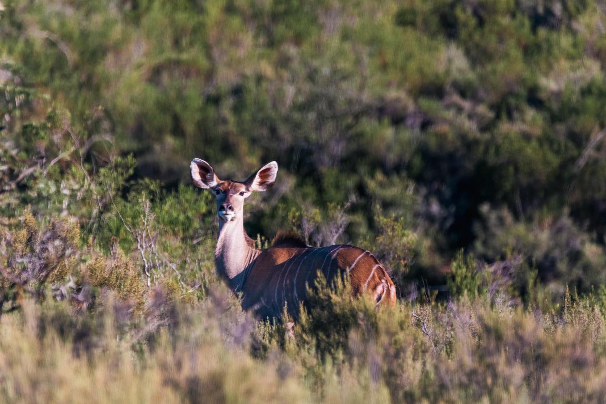 Wildehondekloof Game Lodge Matjiesrivier  Exterior foto