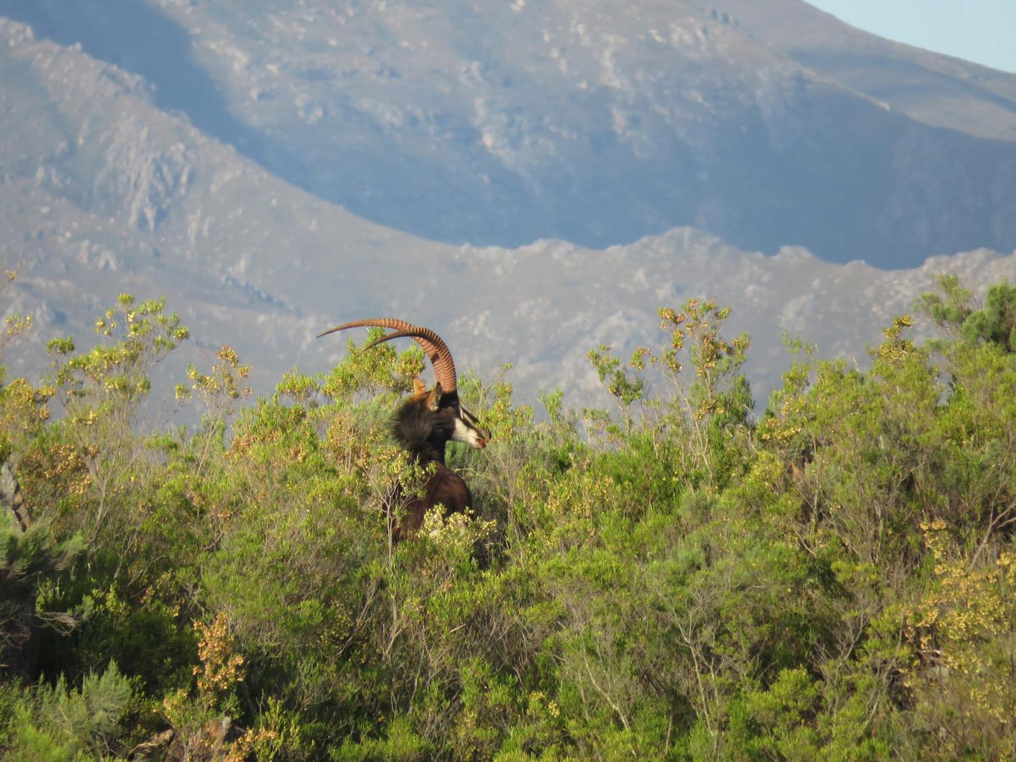 Wildehondekloof Game Lodge Matjiesrivier  Exterior foto