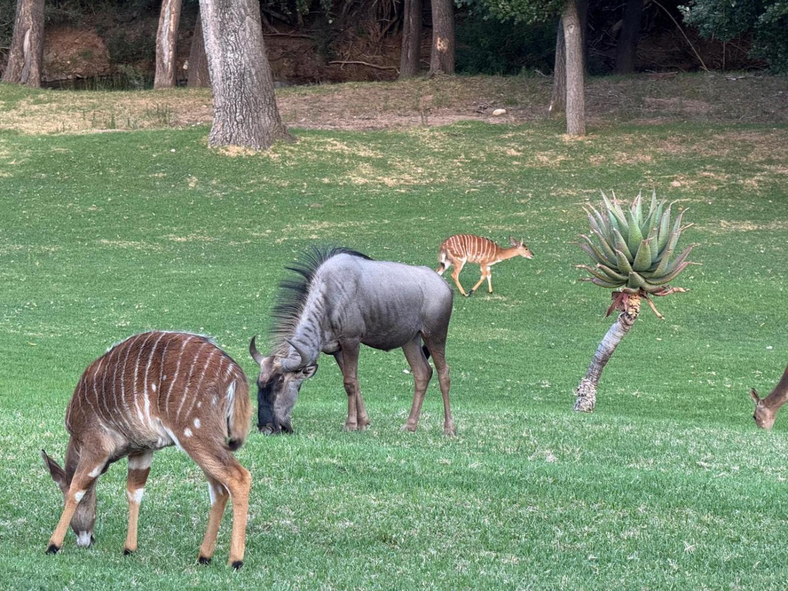 Wildehondekloof Game Lodge Matjiesrivier  Exterior foto